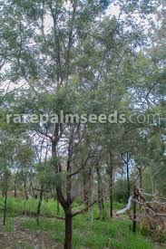 Image result for Acacia mearnsii