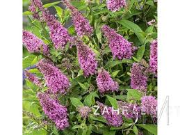 Image result for Komule empire blue