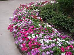Maybe you would like to learn more about one of these? Catharanthus Roseus Annual Vinca Madagascar Periwinkle Periwinkle Rose Periwinkle Running Myrtle Vinca North Carolina Extension Gardener Plant Toolbox
