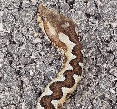 Безплатно за търговска употреба ✓ не се изисква признание на авторството ✓. Pepelyanki Plznaha Kraj Plovdiv Ne Izpadajte V Panika Snimki Glasnews Bg