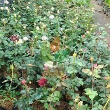 Jual bunga mawar harga murah tentunya sudah tidak asing lagi dengan bunga yang satu ini, bunga mawar merupakan bunga yang memiliki rupa yang cantik dengan warna beragam, membuat suasana taman jadi hidup dan semarak. Jual Bibit Paket Bunga Mawar Warna Mix Agro Bibit Id