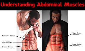 Learn anatomy faster and remember everything you learn. Understanding Abdominal Muscles Abdominal Muscles Fun Workouts Workout Machines