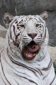 Tiger Tongue Tricks Tiger Tongue Animals Animals Beautiful