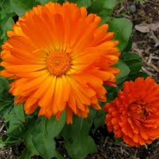 They're also great for kids quick blooming flowers to grow from seed. Calendula Seeds The Seed Collection