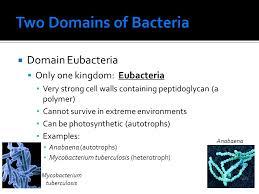 Chapter 18 Domain Archaea Only One Kingdom Archaebacteria Cells Contain Cell Walls Live In Extreme Environments Hot Acidic Salty No O Ppt Download