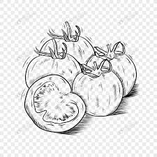 Papaya clipart buahbuahan free clipart on dumielauxepices. Makanan Sayur Tomat Garis Hitam Dan Putih Png Grafik Gambar Unduh Gratis Lovepik