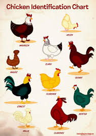 Chicken Identification Chart Laughing Lion Design Learn