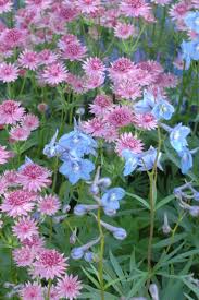 Image result for Astrantia major `Roma`