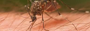 We have been in business for 33 years. Pest Control Richmond Termite Control Houston Mosquito Control Lawn Tree Care