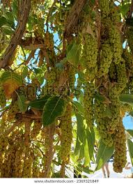 Image result for Phytolacca dioica