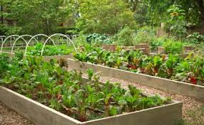 These raised beds are huge (12ft long x 4ft wide x 2ft tall) and compared to al. Raised Bed Construction And Planting Plans Renee S Garden Seeds