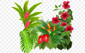 Pictures of tropical rainforest plants, including the amazon rainforest. Flower Tropical Rainforest Drawing Clip Art Png 600x514px Flower Color Drawing Flower Bouquet Flowering Plant Download