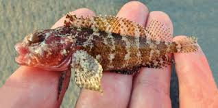 Image result for Blepharis dunensis