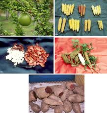 Image result for Cissus fanshawei