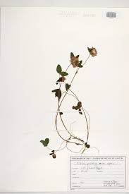 Image result for Trifolium isthmocarpum