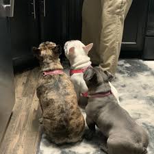 Always caring, helpful, knowledgeable and accommodating. Vista Animal Hospital 20 Photos 23 Reviews Veterinarians 3200 Village Vista Dr Erie Co Phone Number Yelp