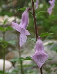 Image result for Ceratotheca triloba