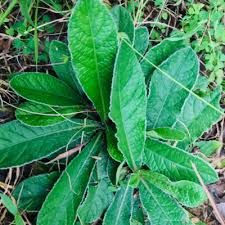 Image result for Elephantopus