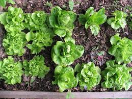 I love square foot gardening! Lettuce In The Square Foot Garden Jimmy Cracked Corn