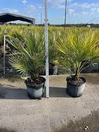 Image result for Acoelorrhaphe