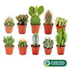 Cacti are intriguing plants that sometimes seem like they are from another world. Small Indoor Mini 5cm Cactus X10 Easy To Grow Houseplants