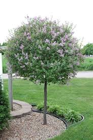 The 16 Best Ornamental Trees For The Landscape Backyard Landscaping Front Yard Landscaping Trees For Front Yard