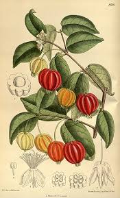 Image result for Eugenia aschersoniana