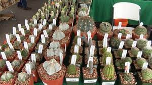 San diego cactus & succulent society winter show 2019 pt. Cactus And Succulent Society Holds Biennial Convention In Slo