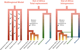 Ein bis zwei prozent der menschlichen gene stammen vom neandertaler. Archaic Hominin Introgression Into Modern Human Genomes Gokcumen 2020 American Journal Of Physical Anthropology Wiley Online Library