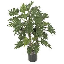 Many of the 480 species of philodendron plants are popular houseplants thanks to their large, green leaves. Artificial Philodendron Silk Philodendron Indoor Philodendron Plants
