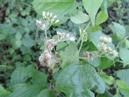 Image result for Microglossa