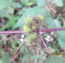 Image result for Triumfetta tomentosa