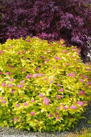 Image result for spirea japonica gold princess