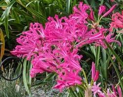 Image result for Cynanchum orangeanum