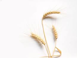 The couscous machine are fitted with luring attributes that enhance productivity. Machine Industrielle Moulin Ble Dur Semoulerie Ble Dur Groupe Buhler