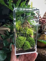 Gallery Doodle Bird Terrariums Terrarium Beautiful Terrariums Garden Terrarium
