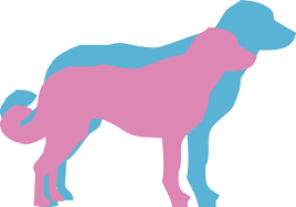 (fresno, reedley, sanger, pearlier, selma) pic. Anatolian Shepherd Dog Breed Facts And Information Wag Dog Walking