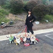 the corgi avengers there should be no leashes on us corgi avengers animals