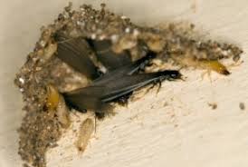 Termites are sensitive little creatures. How To Know If You Have Termites Ehrlich Pest Control Blog