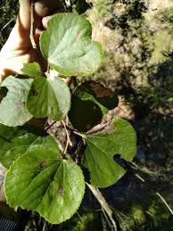 Image result for Trimeria