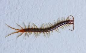 The illacme plenipes, one of about 10,000 known species of millipede, is the leggiest bug in the world. Occasional Invaders A Guide To Centipedes Silverfish Earwigs More