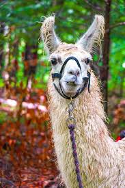 Image result for llama