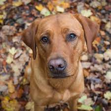 They too, however, do not need as much attention as long haired dogs do, allowing you the best of both worlds! 16 Red Dog Breeds That Turn Heads