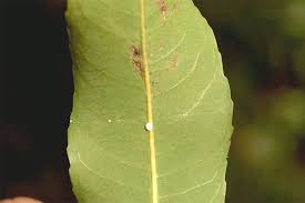 Image result for Shirakiopsis