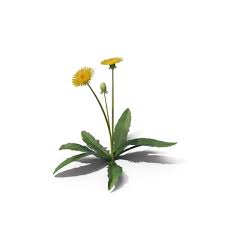 Image result for Taraxacum