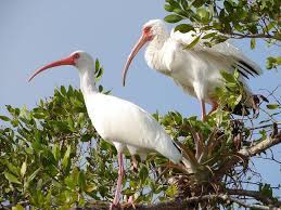 They are discovered in madagascar and east africa. Ibises Wild Animals News Facts By World Animal Foundation