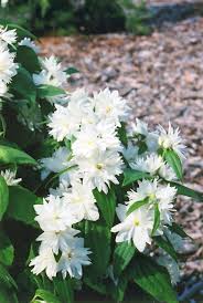 Bertie mcintosh] i was born in a cloud now i am falling i want you to catch me look up and you'll see me you know you can hear me. Minnesota Snowflake Mockorange Philadelphus X Virginalis Minnesota Snowflake In Columbus Dublin Delaware Grove City Gahanna Bexley Ohio Oh At Oakland Nurseries Inc