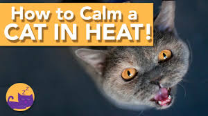 Cats act out in various ways during this period of time, so it's important to help them relax, as they can't do it on their own. How To Calm A Cat In Heat Top Tips Youtube
