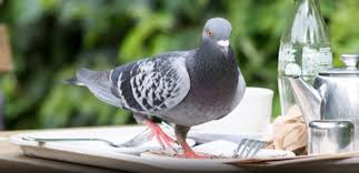 If it is illegal to kill them with an air rifle why? Pest Advice For Controlling Pigeons Gulls And Other Birds