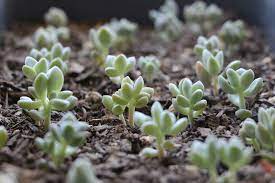 Propagating Succulents Needles Leaves Succulents Propagating Succulents Propagate Succulents From Leaves
